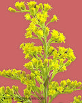 Aster-Solidago Flowers