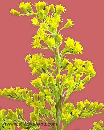 Aster-Solidago Flowers