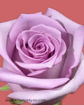 Roses Avante Garden Flowers