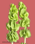 Bells-of-Ireland Flowers