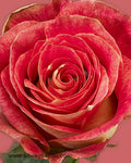 Roses Big Fun Flowers