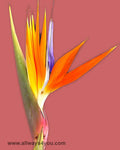Tropicals Birds of Paradise Flowers