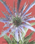 Eryngium Blue Bell Flowers