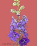 Larkspur Blue Spire Flowers