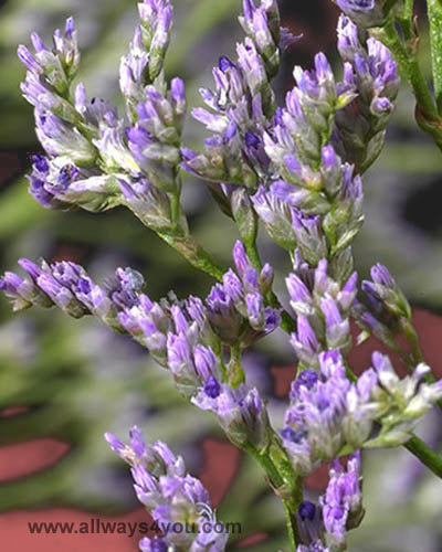 Limonium Blue Stream Flowers