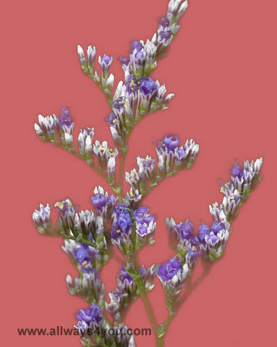 Limonium Blue Success Flowers