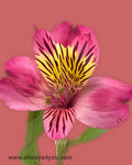 Alstroemeria-Bodega Flowers- Flower shop,wholesale 646-208-9995