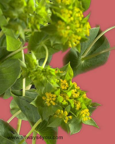 Green Bupleurum Flowers