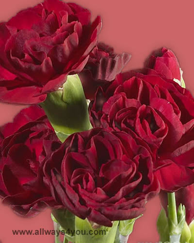 Mini Burgandy Carnations Flowers