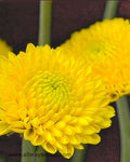Poms Button Yellow Flowers