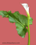 Calla Bouquet Flowers