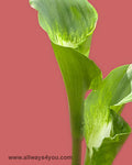 Calla Green Goddess Flowers