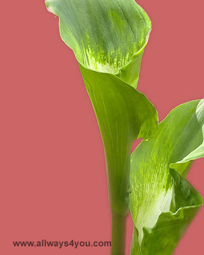 Calla Green Goddess Flowers