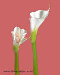 Calla Marshmallow Flowers