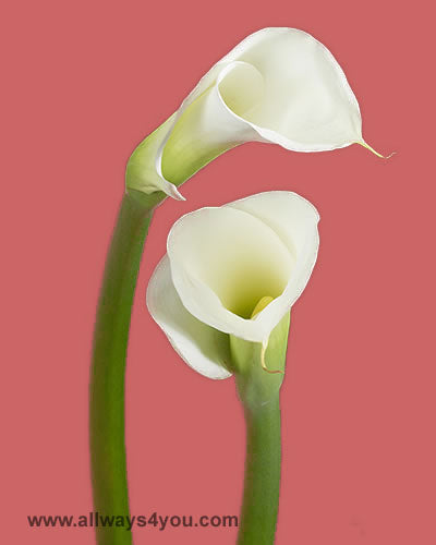 Calla White Flowers