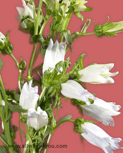 Campanula Lavender Flowers
