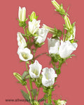 Campanula White
