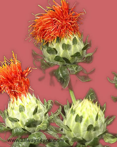 Safflower  Carathamus Orange Flowers