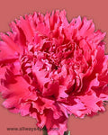 Carnation Castellaro Flowers