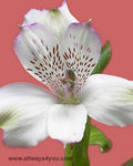Alstroemeria_Charmers Flowers- 646-208-9995