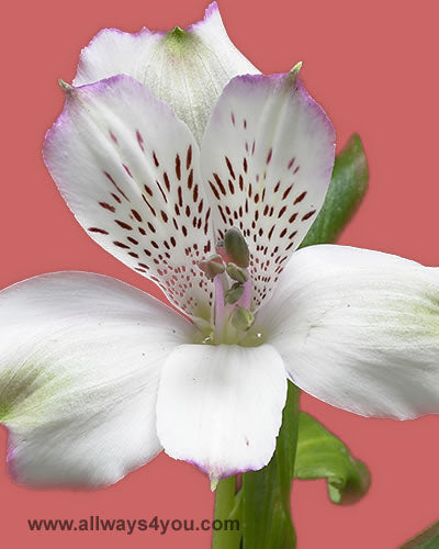 Alstroemeria_Charmers Flowers- 646-208-9995