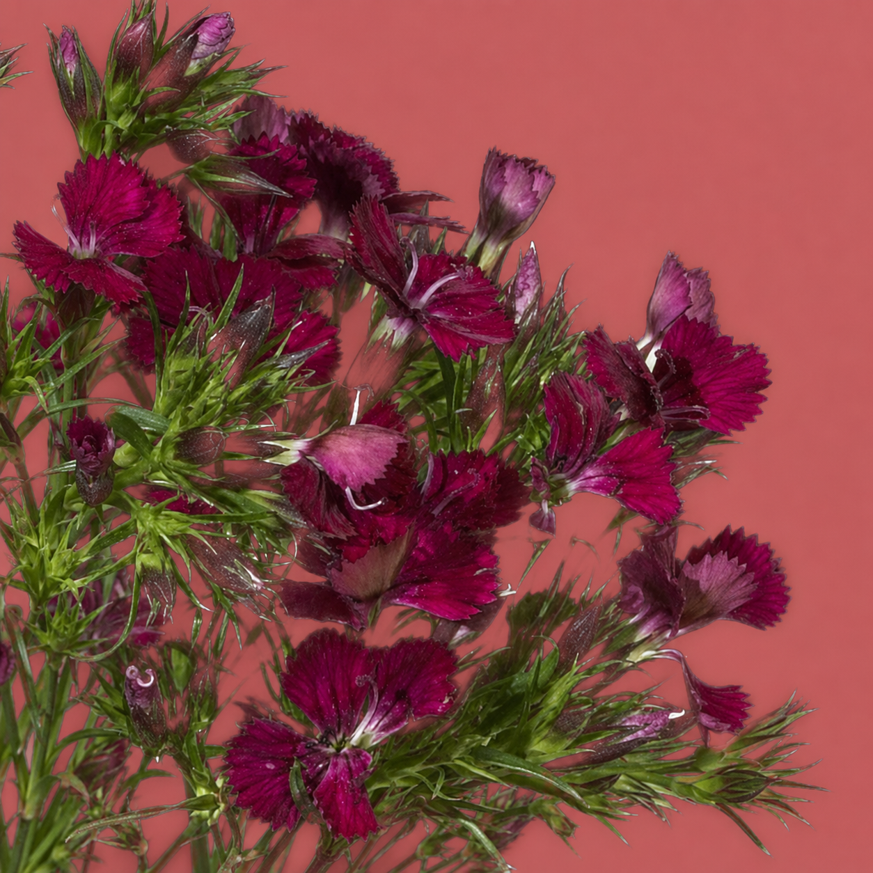 Craspedia Flowers