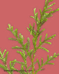 Green Ciprus Flowers