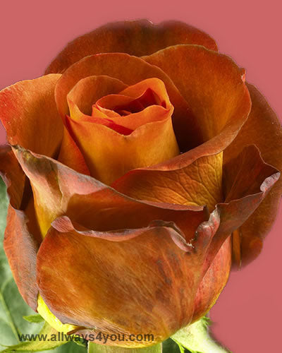 Roses Coffee Break Flowers