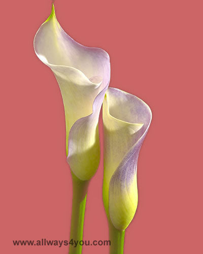 Calla Color Flowers