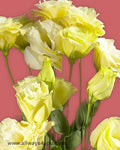 Lisianthus Cream Flowers