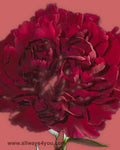 Carnation Crimson Flowers