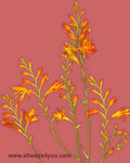 Crocosmia Flowers