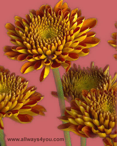 Poms Cushion Falma Flowers