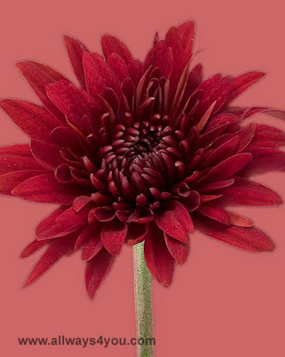 Poms Cushion Red Rock Flowers