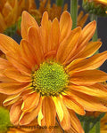 Poms Daisy Reagan Bronze Flowers