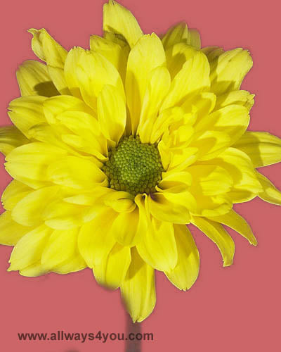 Poms Daisy Arango Flowers