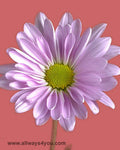 Poms Daisy Antlantis Pink Flowers