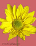 Poms Daisy Clue Flowers