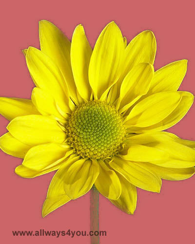 Poms Daisy Clue Flowers