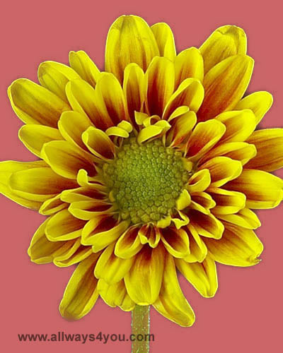 Poms Daisy Cocarde Flowers