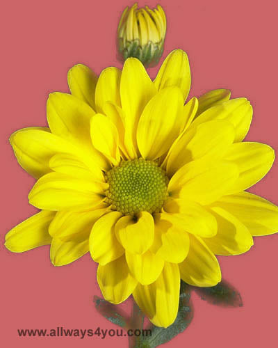 Poms Daisy Factor Flowers