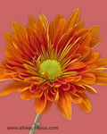 Poms Daisy Lucky Suerte Flowers