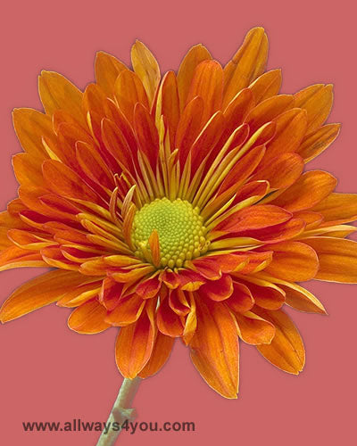 Poms Daisy Lucky Suerte Flowers