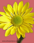 Poms Daisy Mostaza Flowers
