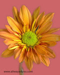 Poms Daisy Orange Reagan Flowers
