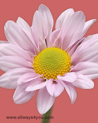 Poms Daisy Pink Cantata Flowers