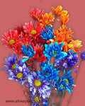 Poms Daisy Tinted Flowers
