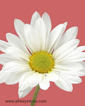 Poms Daisy Vero White Flowers