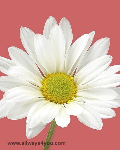 Poms Daisy Vero White Flowers
