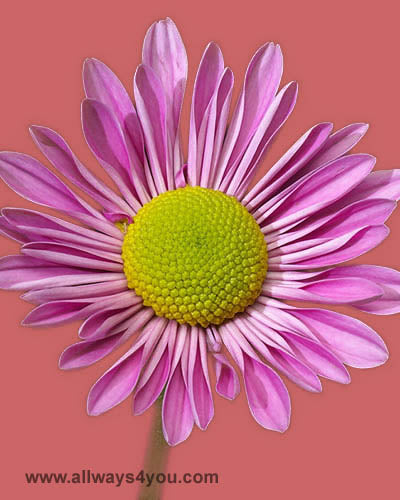 Poms Daisy Volare Flowers